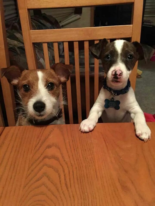 cute puppies jack russell terriers photo at table