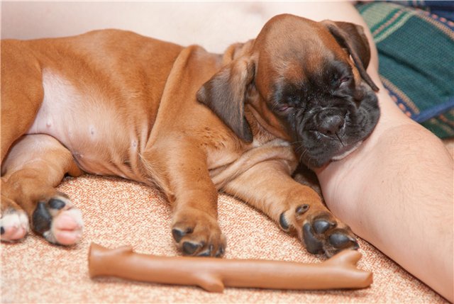 cute puppy boxer dog sleep