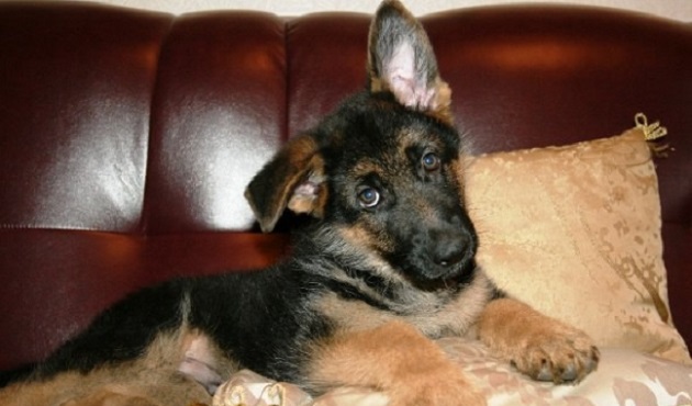 12 Realities That New German Shepherd Owners Must Accept 151 12 Realities That New German Shepherd Owners Must Accept 11