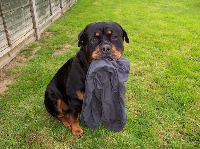 10 Reasons Rottweilers Are The Worst Breed EVER 2 cute rottie outfit pics