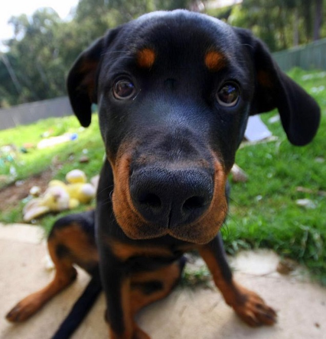 10 Reasons Rottweilers Are The Worst Breed EVER 7 cute rottweiler pup face closeup