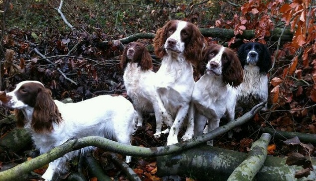 12 Realities That New Springer Spaniel Owners Must Accept 11
