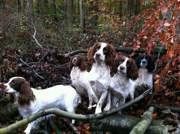 12 Realities That New Springer Spaniel Owners Must Accept 12 cute springer spaniels autumn