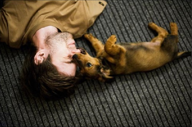 dachshund biting nose man fun