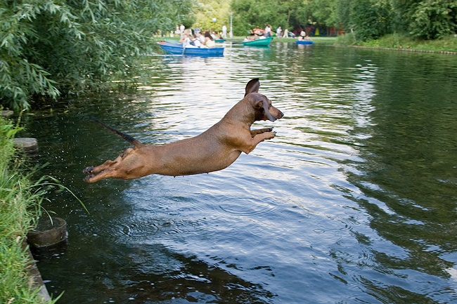 dachshund jumping in water photo