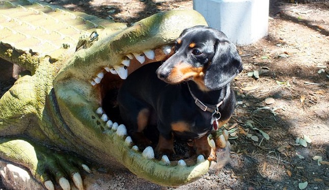 10 People Who Were Attacked By Dachshunds In 2015 6
