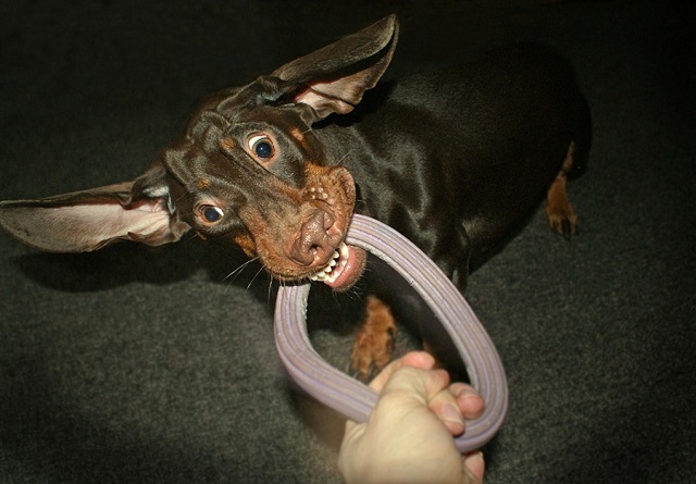 dachshund playing with toy photo