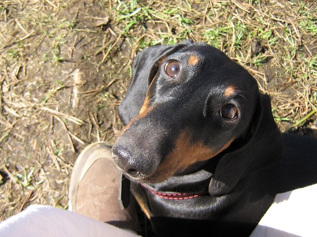 dachshund watching you face pics