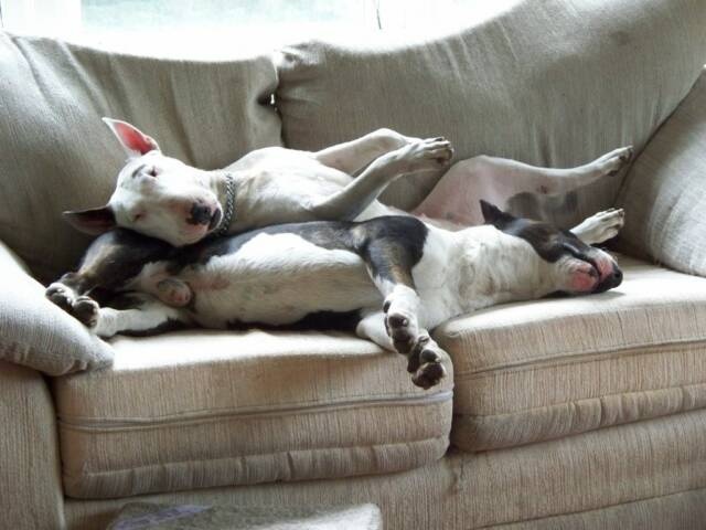 english bull terriers couch photo