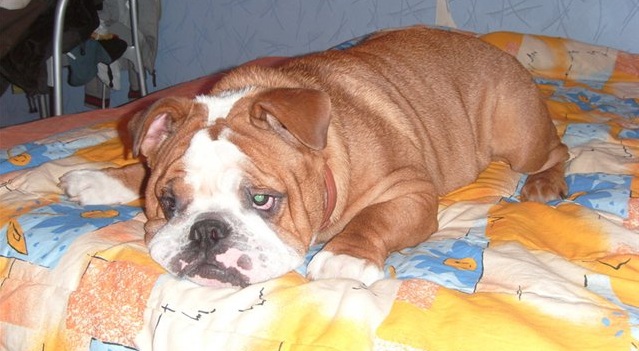 12 Realities That New English Bulldog Owners Must Accept 7