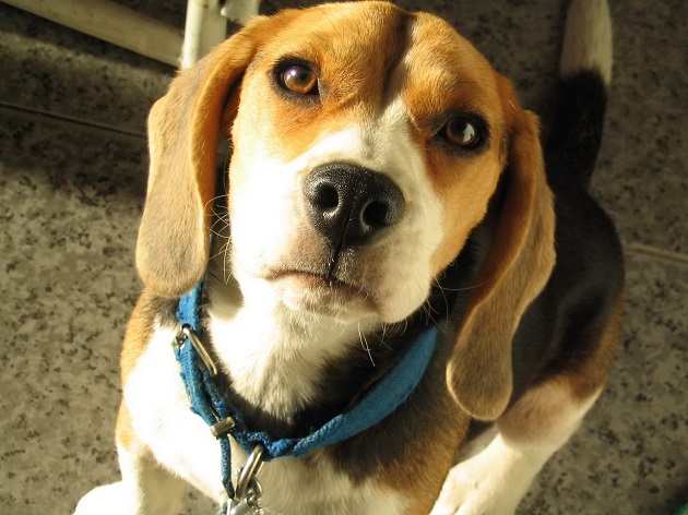 12 Realities That New Beagle Owners Must Accept 12 eyes beagle cute face dog photo