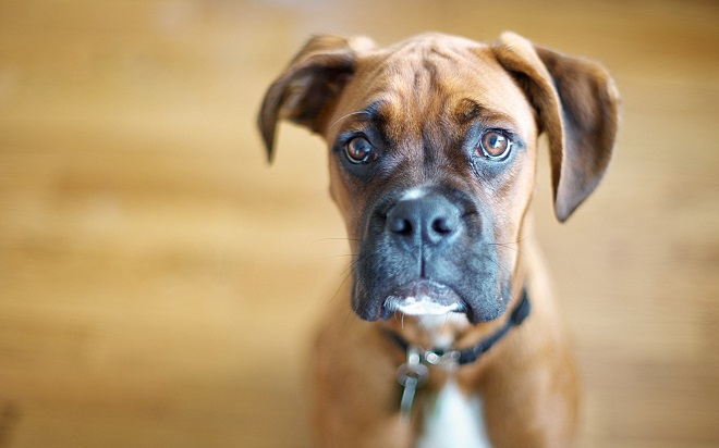 12 Realities That New Boxer Owners Must Accept 9 eyes staring boxer dog