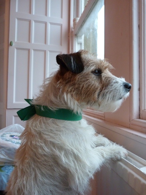 face jack russell watching waiting window