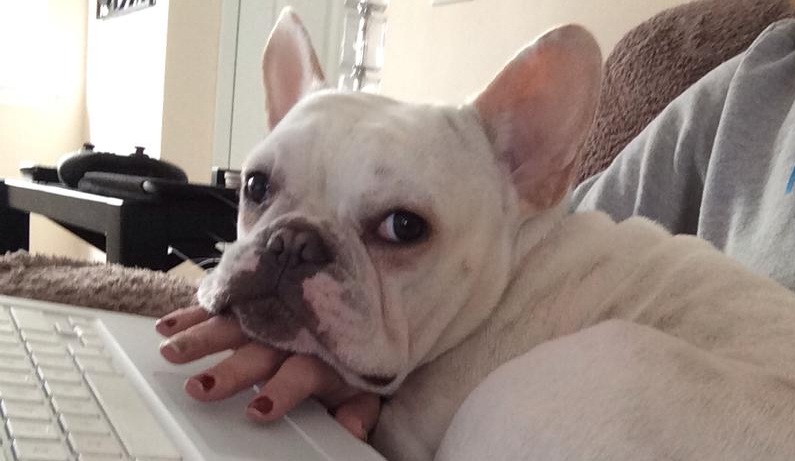 12 Realities That New French Bulldog Owners Must Accept 3