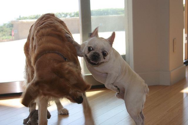 french-bulldog-playing