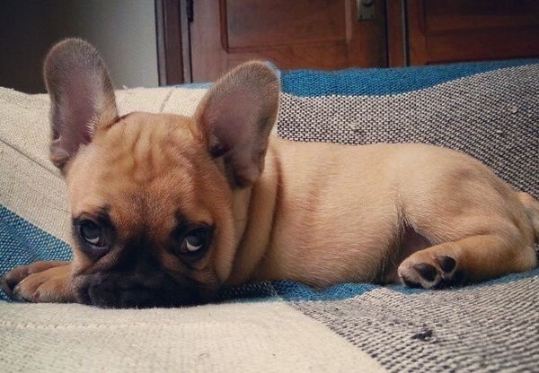 french-bulldog-puppy