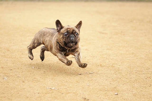french bulldog running