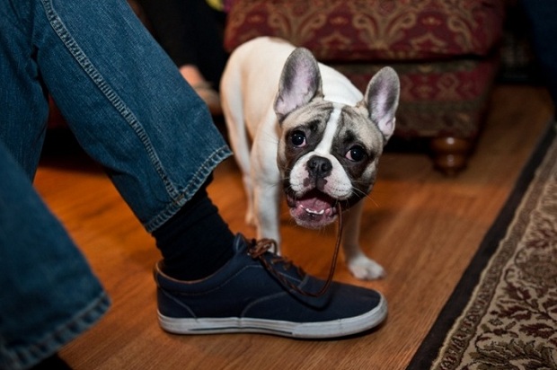 french-bulldog-shoe-funny