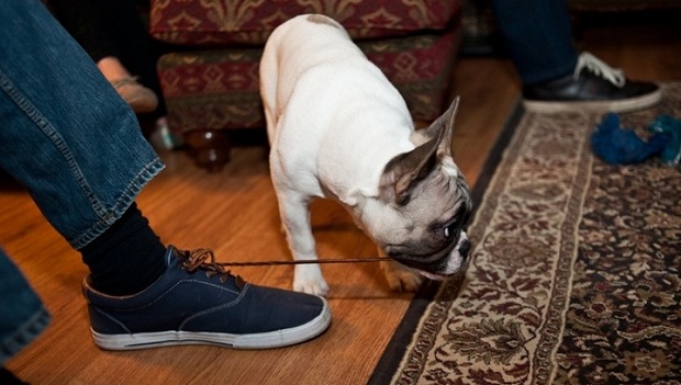 french-bulldog-shoe