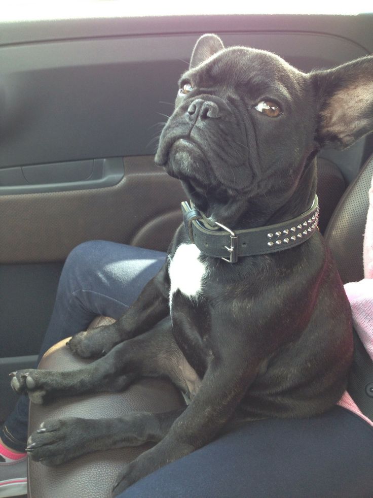 french-bulldog-suspicious