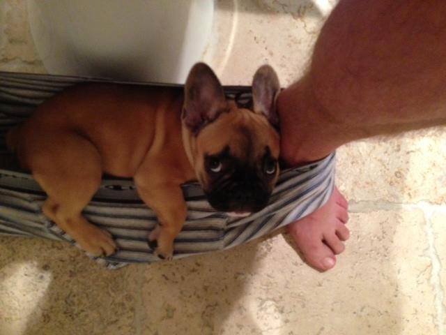 french-bulldog-toilet