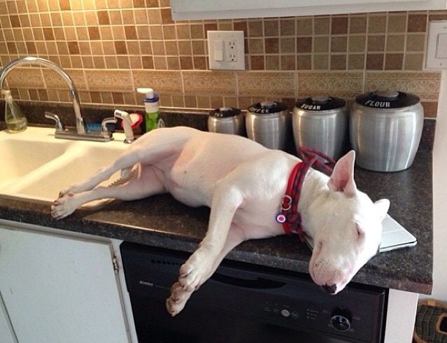 funny bull terrier kitchen photo