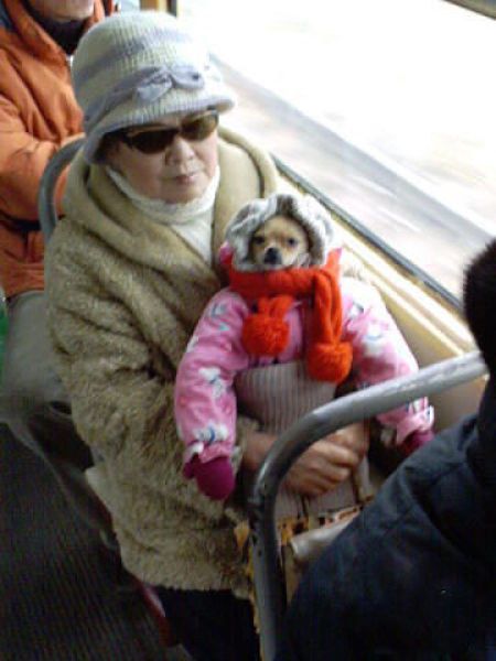 funny chihuahua outfit bus woman