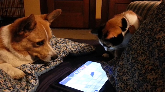 funny corgi kitty amazing photo