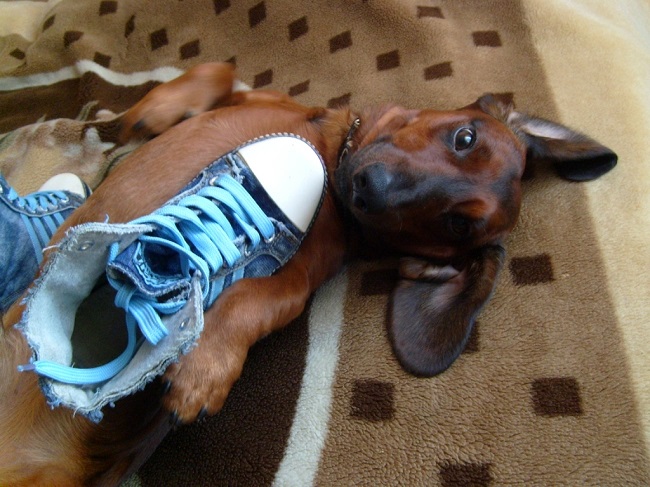 funny dachshund feetwear play
