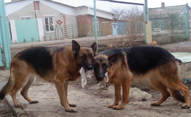 16 Reasons German Shepherds Are The Worst Indoor Dog Breeds Of All Time 10 funny german shepherds amazing