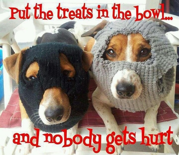 funny jack russell terriers bandits