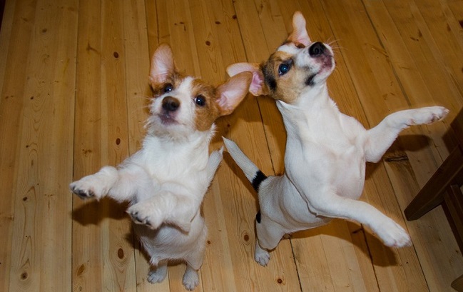 funny jack russells standing on paws