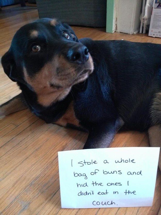 10 Reasons Rottweilers Are The Worst Breed EVER 8 funny rottie pics dog
