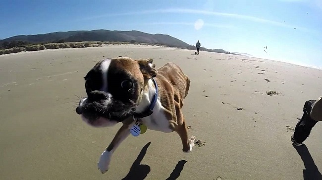 funny running boxer dog beach
