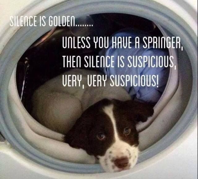 16 Reasons Springer Spaniels Are The Worst Indoor Dog Breeds Of All Time 11 funny springer spaniel pics