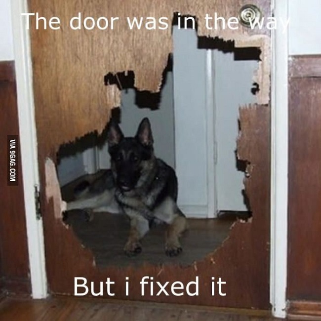 16 Reasons German Shepherds Are The Worst Indoor Dog Breeds Of All Time 13 german shepherd dog door funny