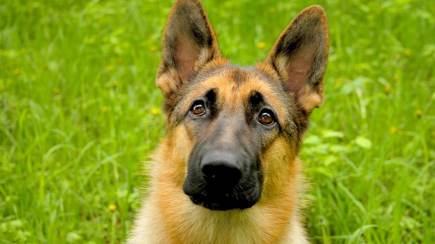 16 Reasons German Shepherds Are The Worst Indoor Dog Breeds Of All Time 9 german shepherd face eyes pics