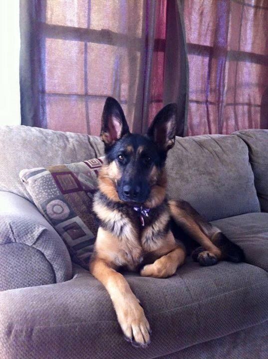 german shepherd on couch