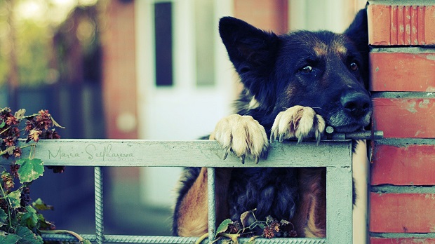 16 Reasons German Shepherds Are The Worst Indoor Dog Breeds Of All Time 8 german shepherd watching you