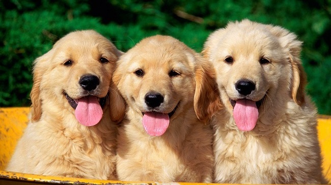 12 Realities That New Golden Retriever Owners Must Accept 10