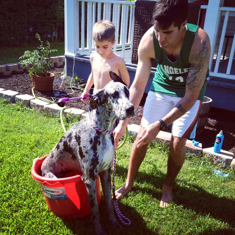 14 Reasons Great Danes Are The Worst Indoor Dog Breeds Of All Time 1 great dane bath