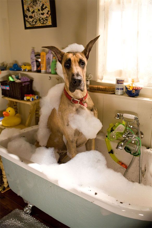 great dane bathing