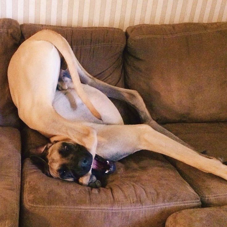 14 Reasons Great Danes Are The Worst Indoor Dog Breeds Of All Time 12 great dane funny position