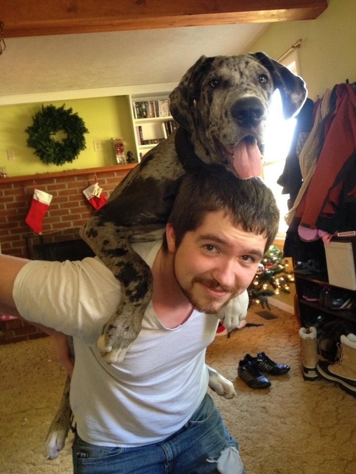 14 Reasons Great Danes Are The Worst Indoor Dog Breeds Of All Time 7 great dane humour