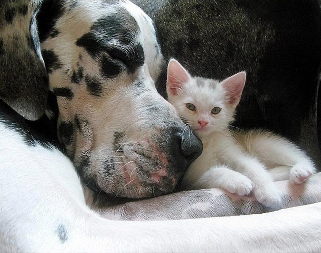 great dane kitten friends photo