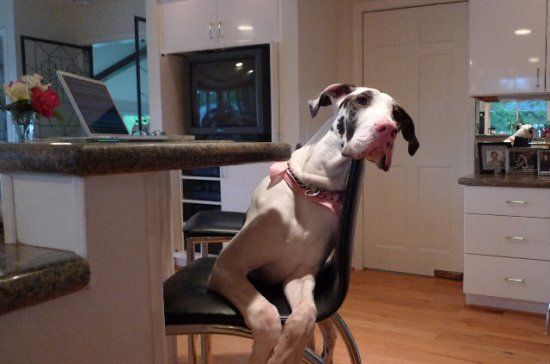 14 Reasons Great Danes Are The Worst Indoor Dog Breeds Of All Time 9 great dane looking