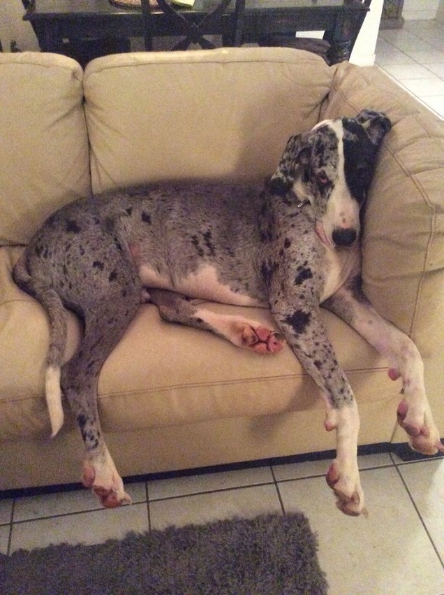 great dane on couch