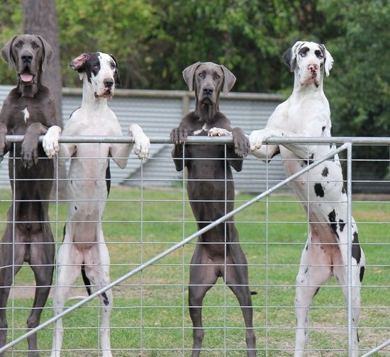 great danes fence