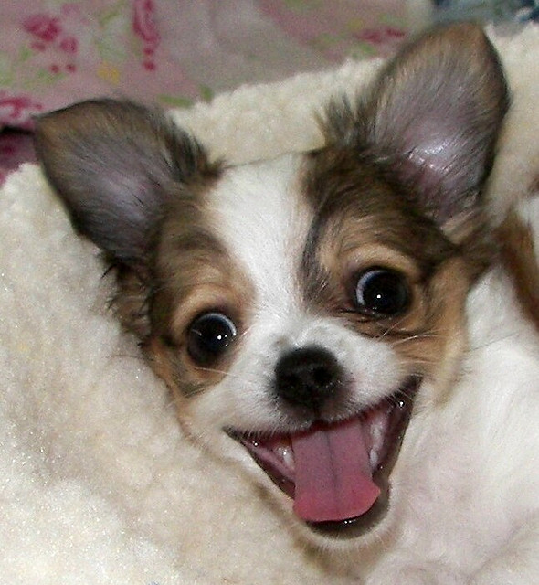 happy chihuahua face pics