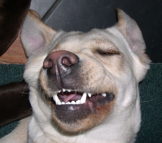 16 Reasons Labradors Are The Worst Indoor Dog Breeds Of All Time 15 happy labrador photo face nose